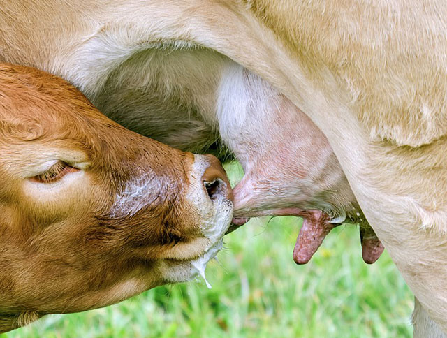 f:id:vegetarianman:20181016005449j:plain