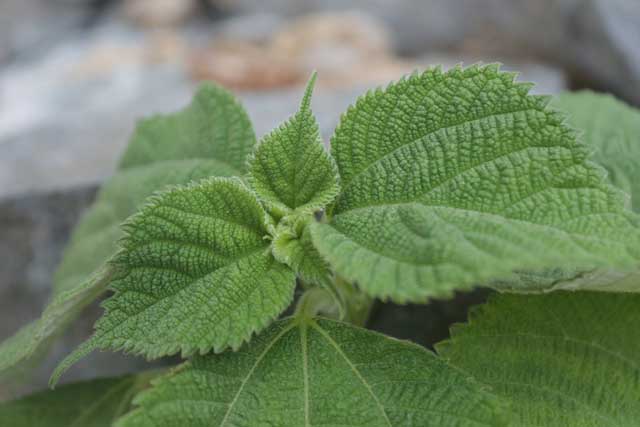 荏胡麻の葉の写真