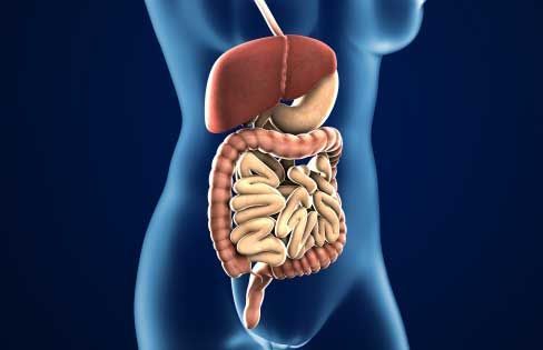 f:id:vegetarianman:20181219215247j:plain