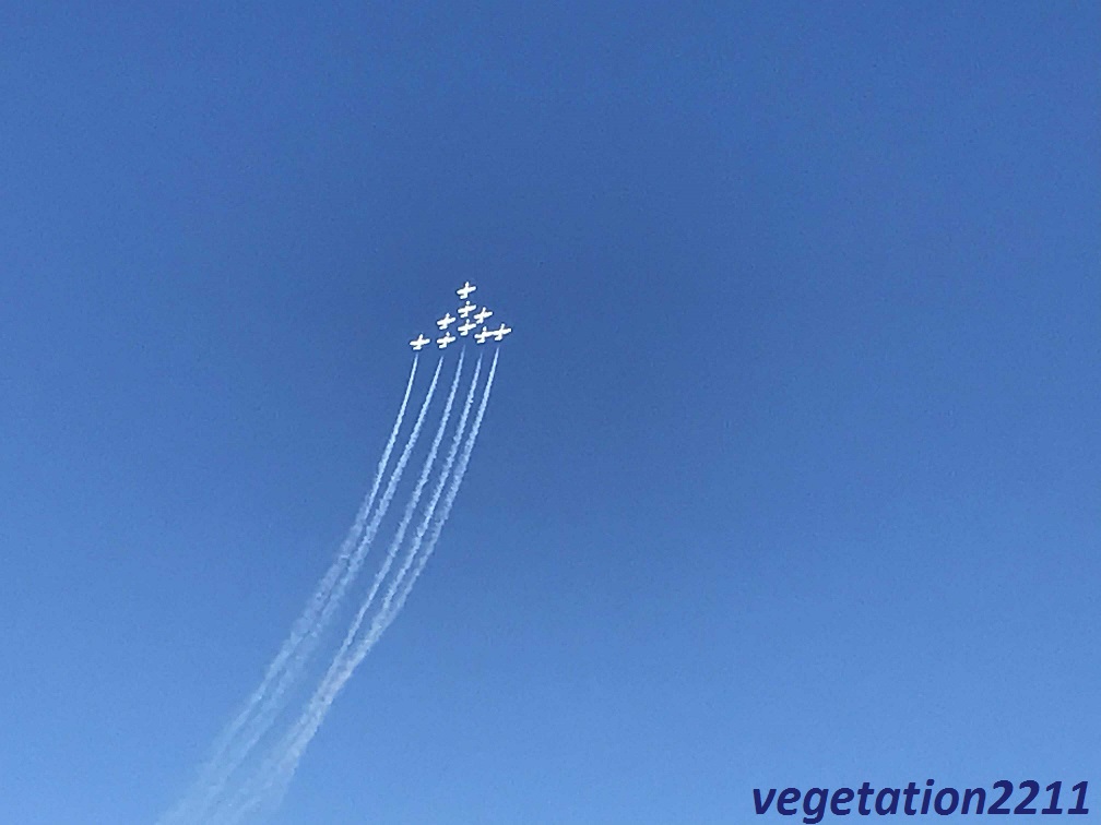 f:id:vegetation2211:20190530213830j:plain