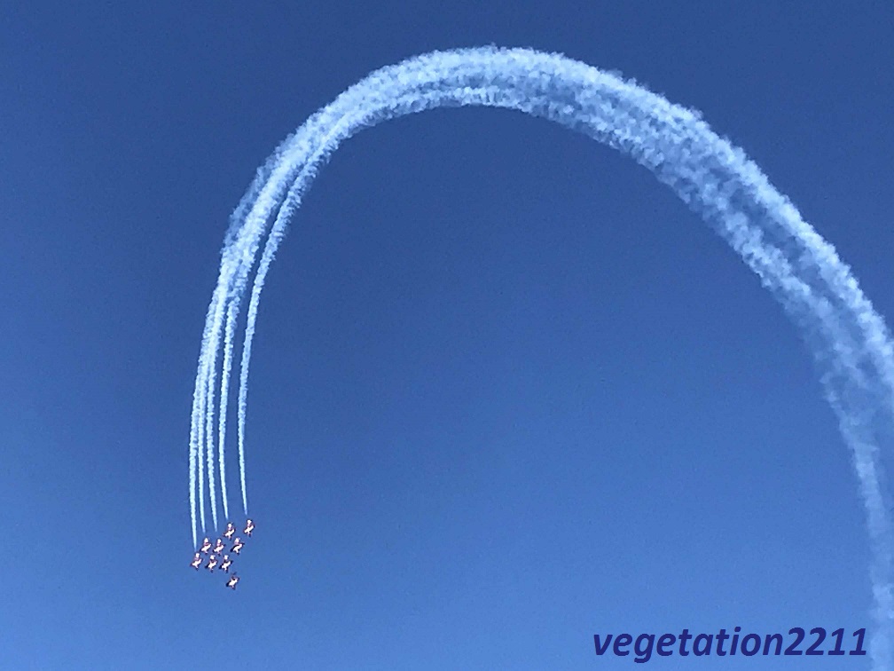 f:id:vegetation2211:20190530213951j:plain