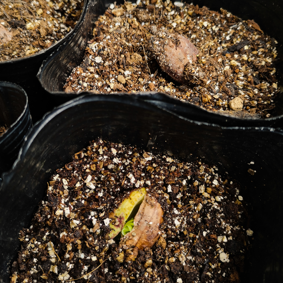 f:id:veggarden-diary:20190607111000j:plain