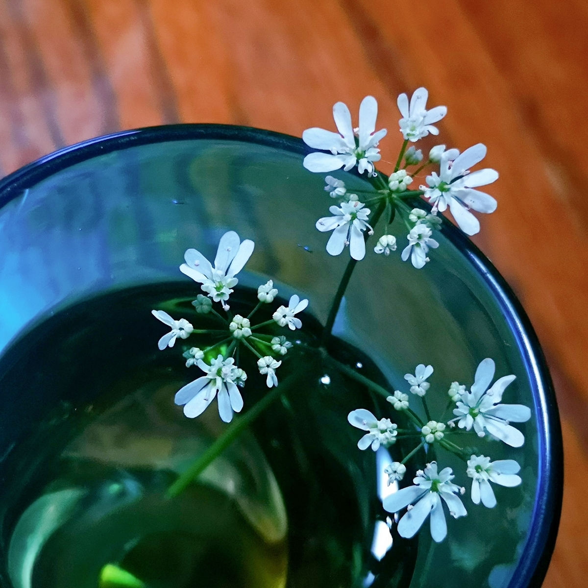 パクチーの花 その後 はじめての家庭菜園