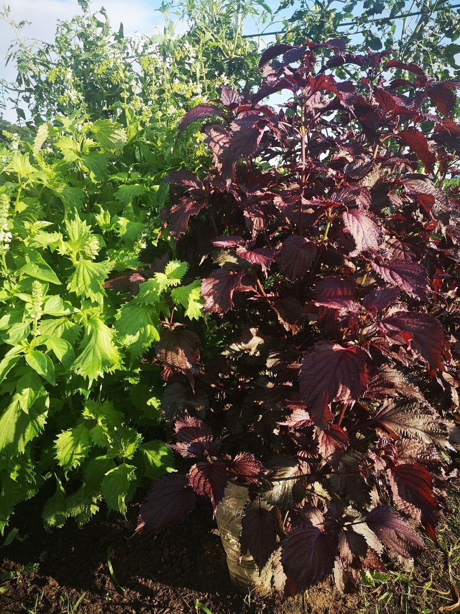 しそ 大量消費 はじめての家庭菜園