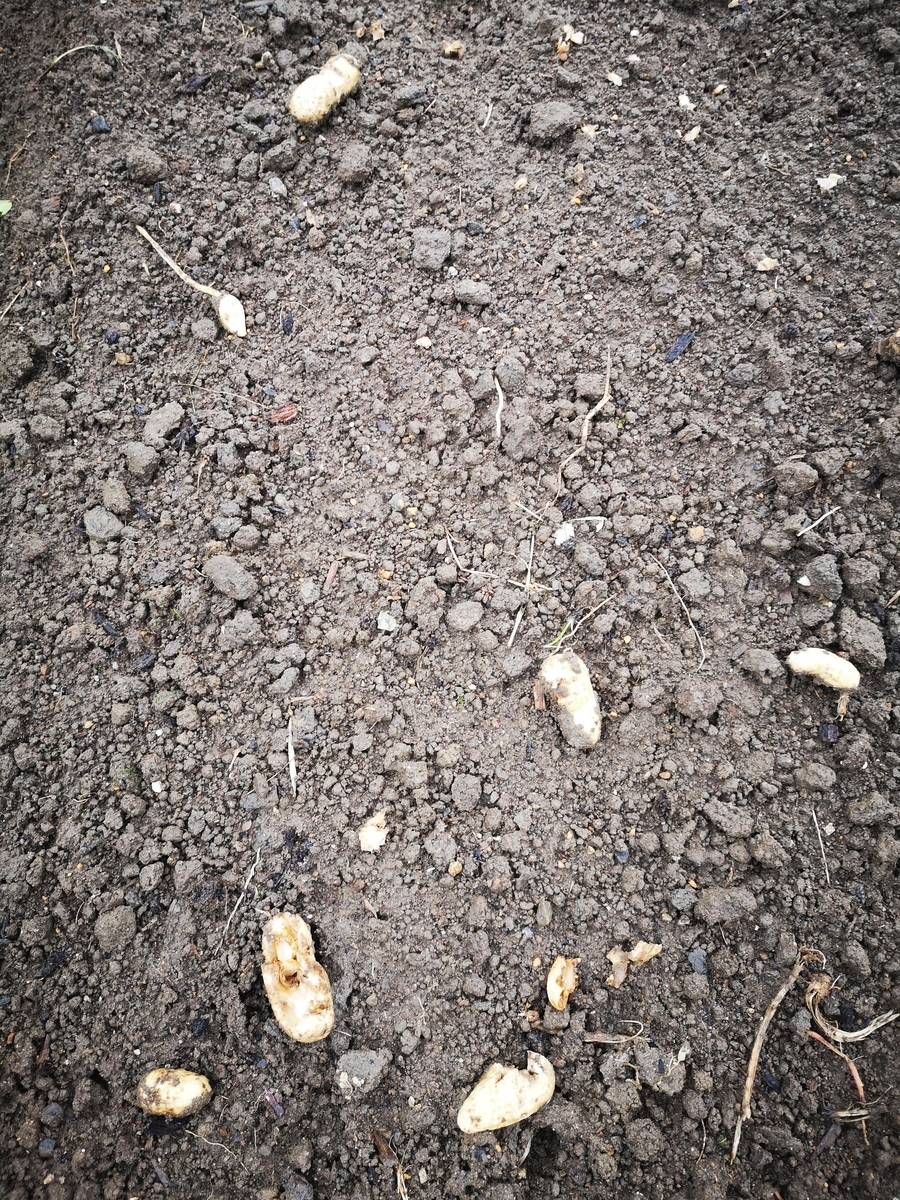 f:id:veggarden-diary:20210610134534j:plain