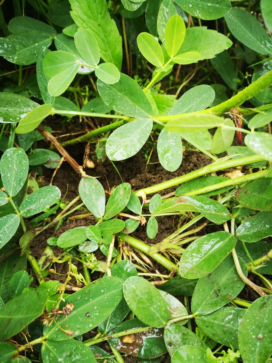 f:id:veggarden-diary:20210610134545j:plain