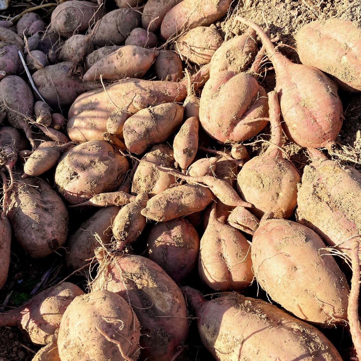 f:id:veggarden-diary:20210624164001j:plain