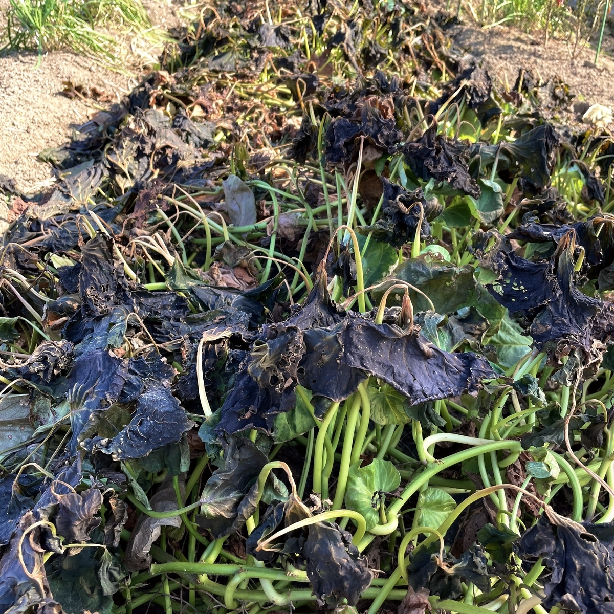 f:id:veggarden-diary:20210624164048j:plain
