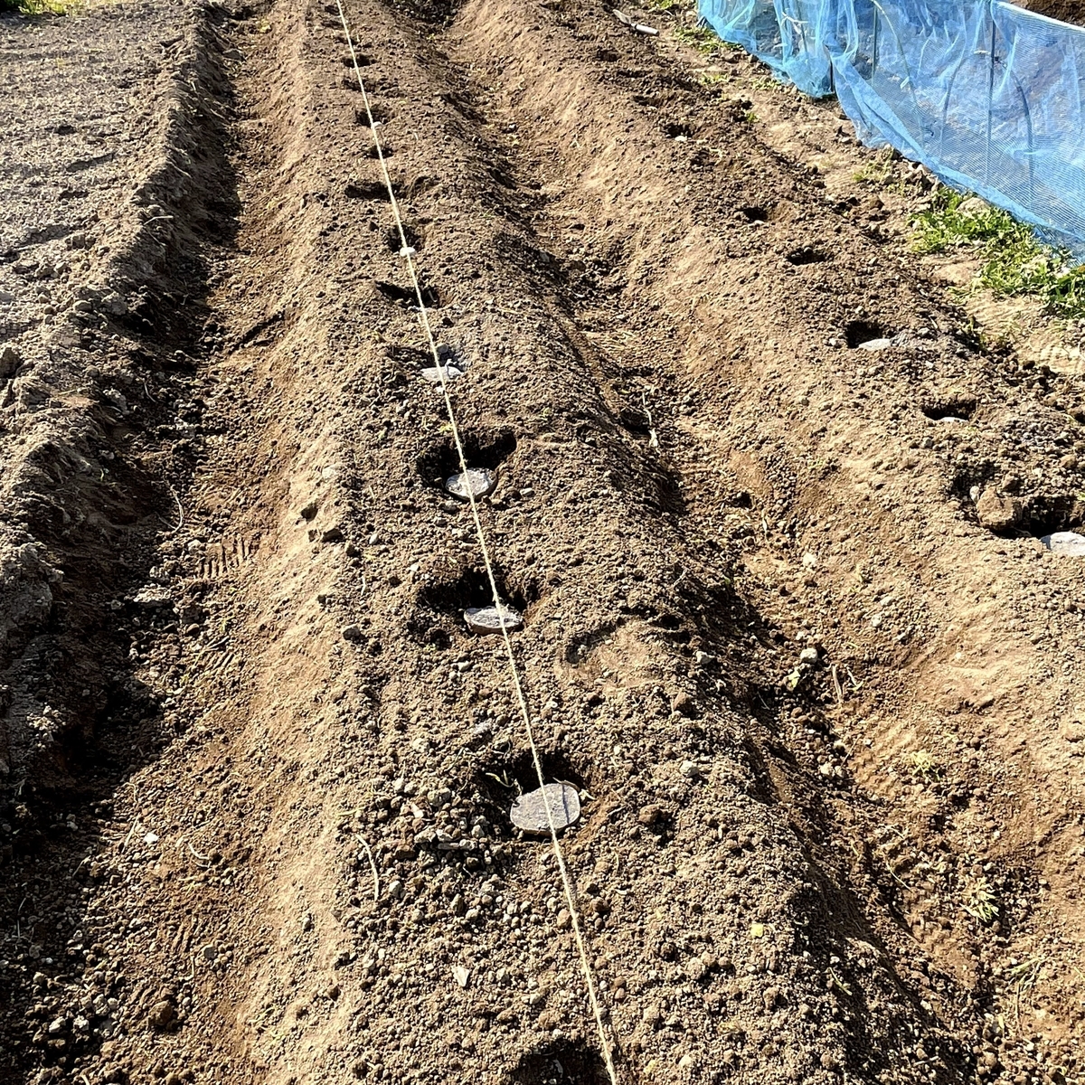 f:id:veggarden-diary:20210624165831j:plain