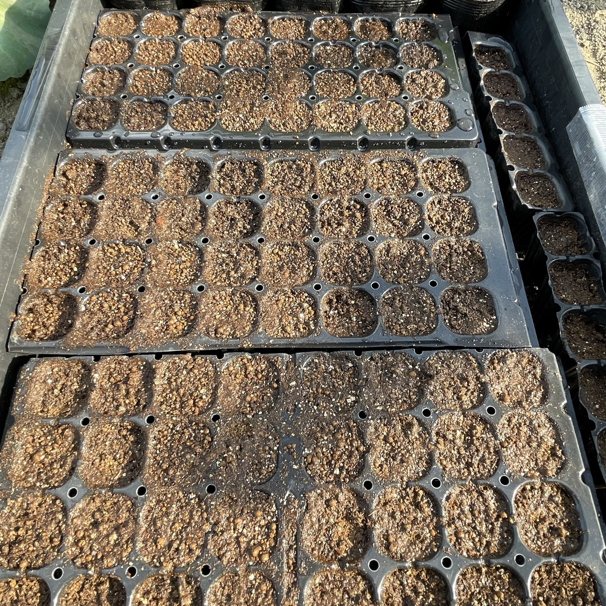 f:id:veggarden-diary:20210624171111j:plain