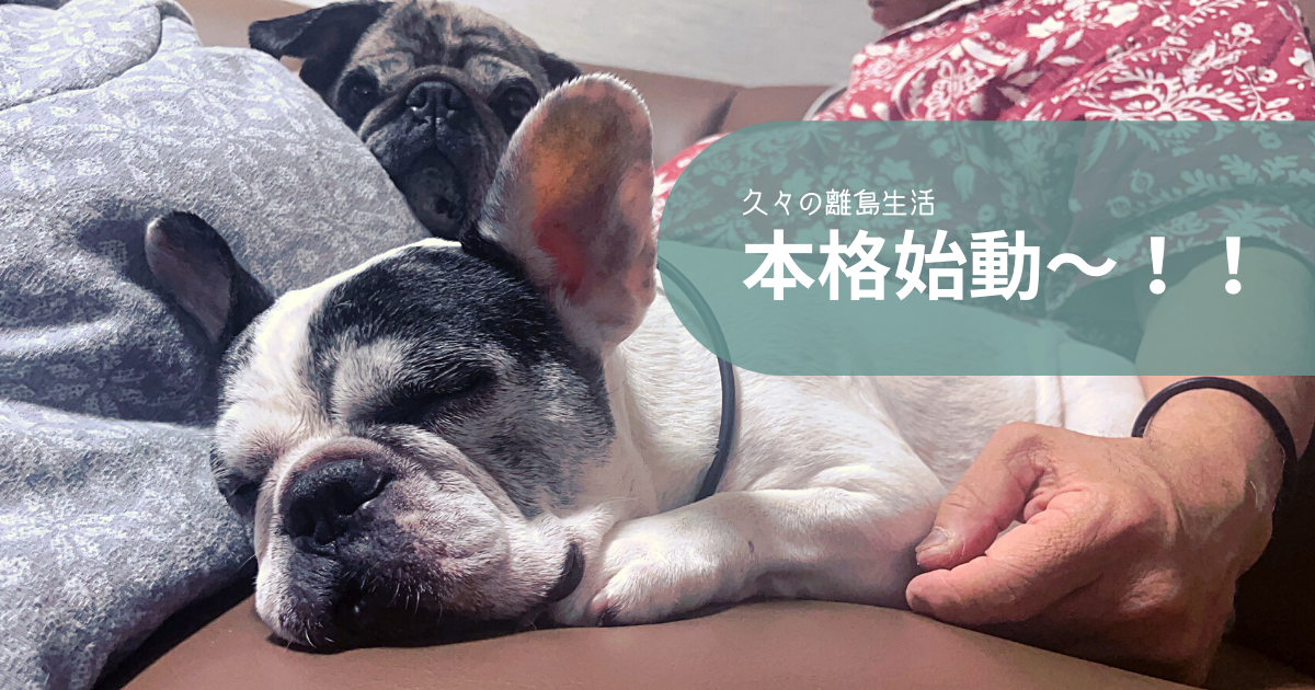 f:id:vegittolabo:20220415041112p:plain