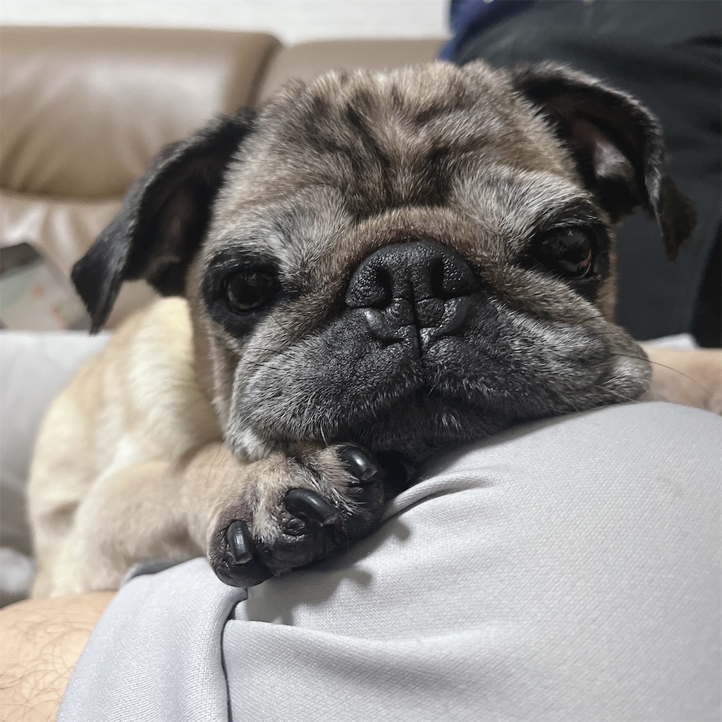 f:id:vegittolabo:20220706024845j:image