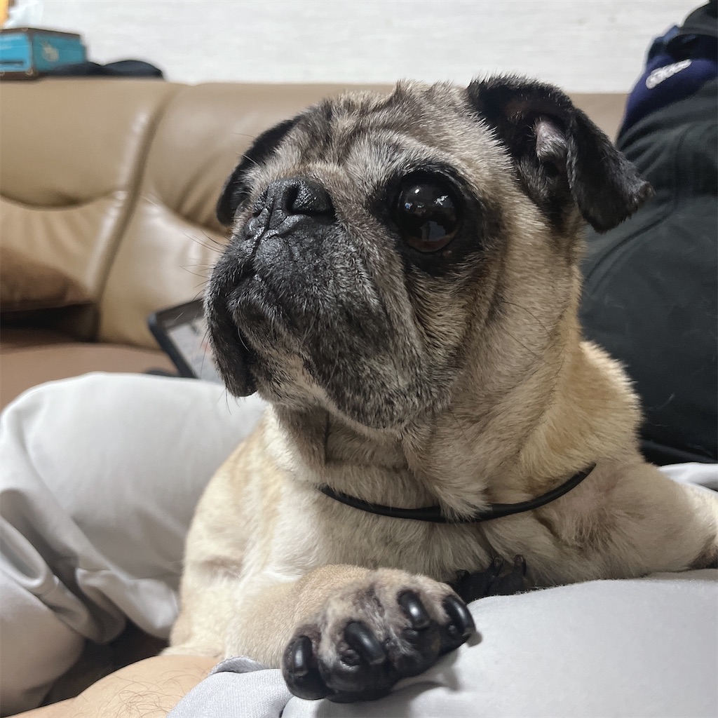 f:id:vegittolabo:20220706024848j:image