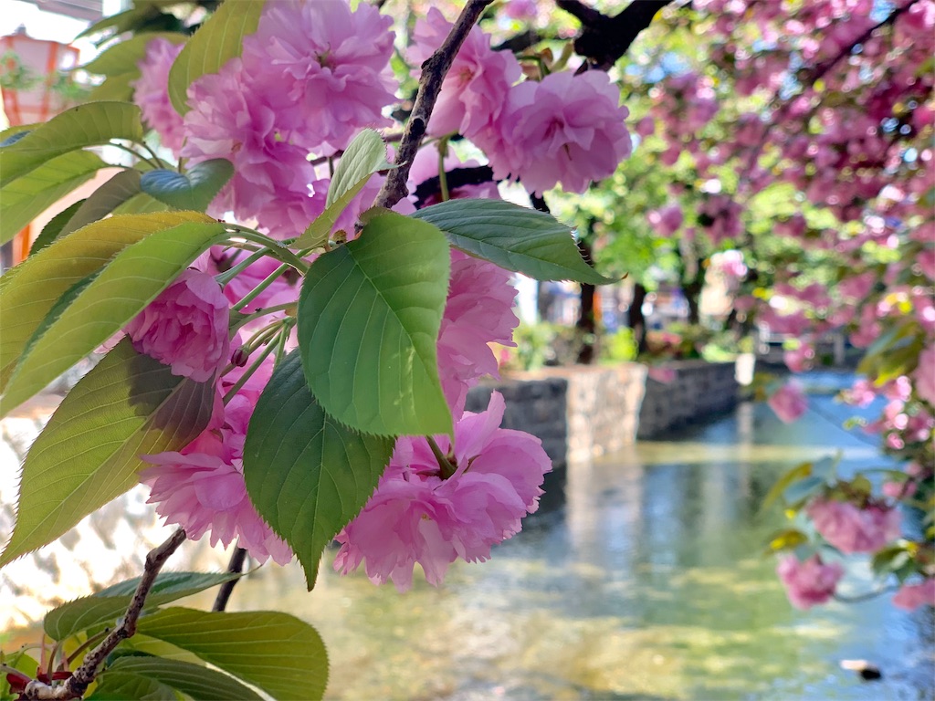 f:id:vegumnekun:20190719172621j:image