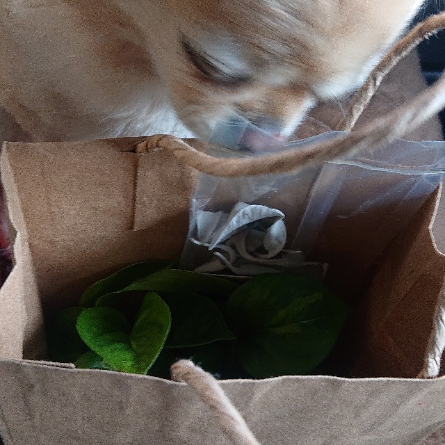 f:id:vento_kaorukaze:20220123231853j:image f:id:vento_kaorukaze:20220123231853j:image