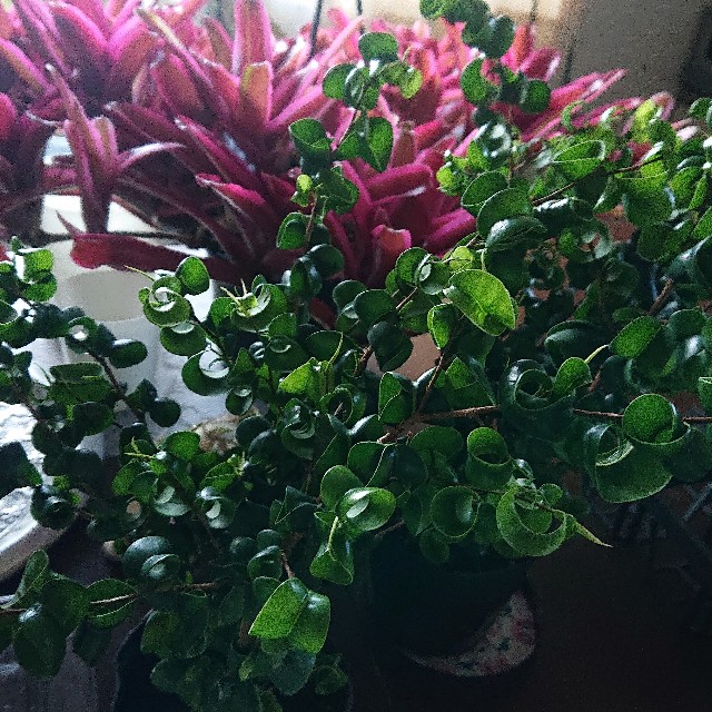 f:id:vento_kaorukaze:20220123232232j:image f:id:vento_kaorukaze:20220123232232j:image