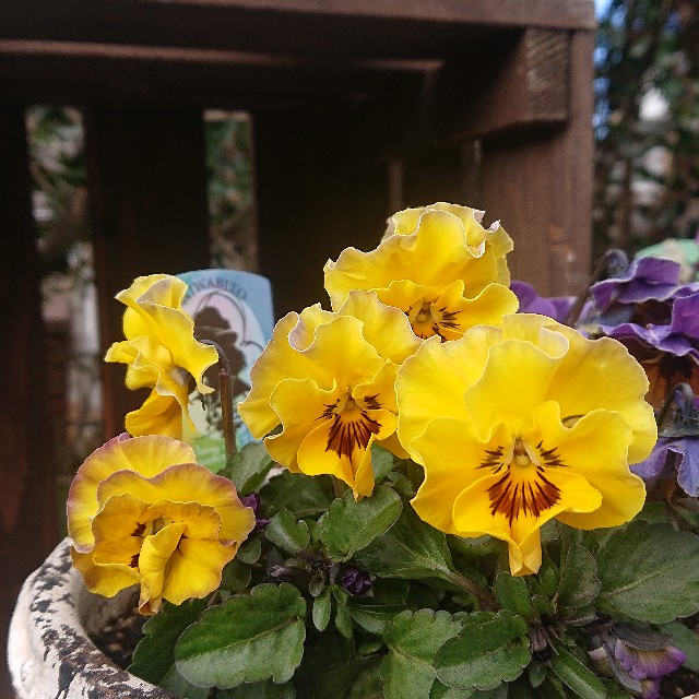 f:id:vento_kaorukaze:20220123233706j:image f:id:vento_kaorukaze:20220123233706j:image