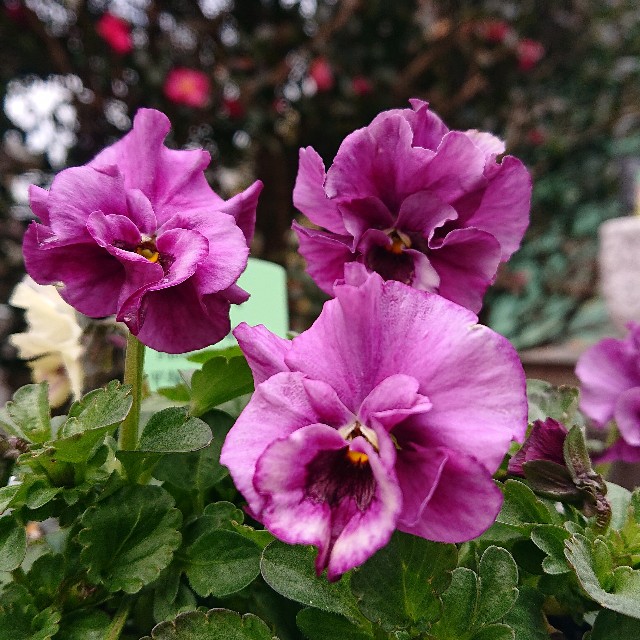 f:id:vento_kaorukaze:20220123233754j:image f:id:vento_kaorukaze:20220123233754j:image