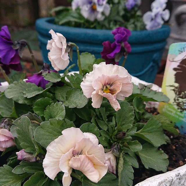 f:id:vento_kaorukaze:20220123233818j:image f:id:vento_kaorukaze:20220123233818j:image