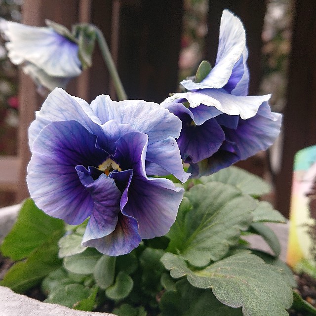 f:id:vento_kaorukaze:20220123233848j:image f:id:vento_kaorukaze:20220123233848j:image