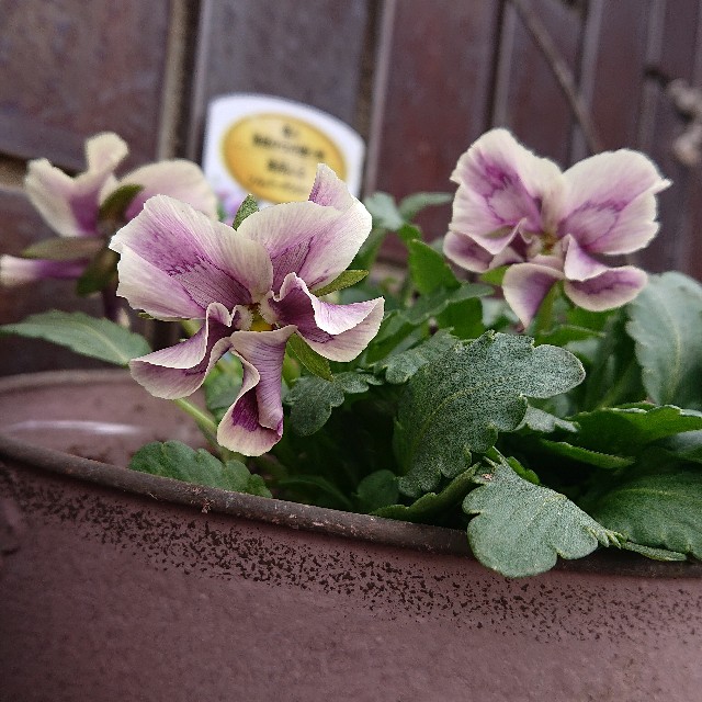 f:id:vento_kaorukaze:20220123233912j:image f:id:vento_kaorukaze:20220123233912j:image