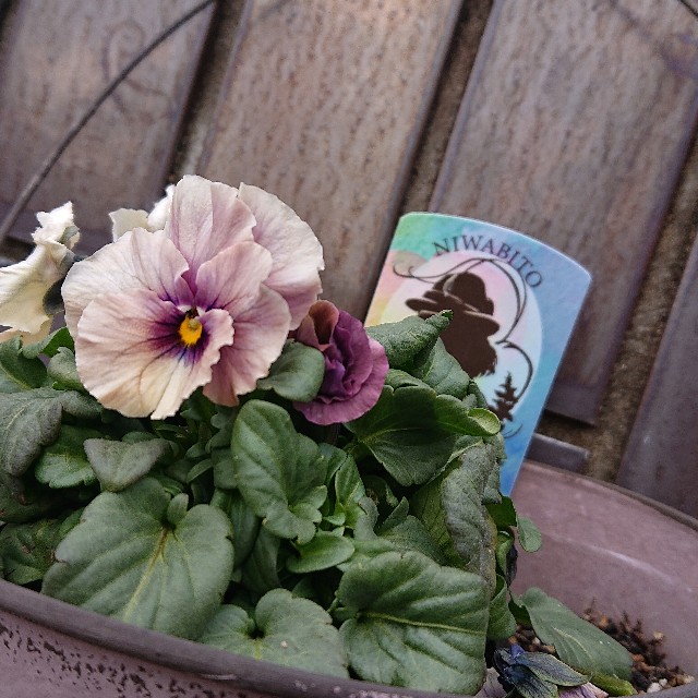 f:id:vento_kaorukaze:20220123233925j:image f:id:vento_kaorukaze:20220123233925j:image