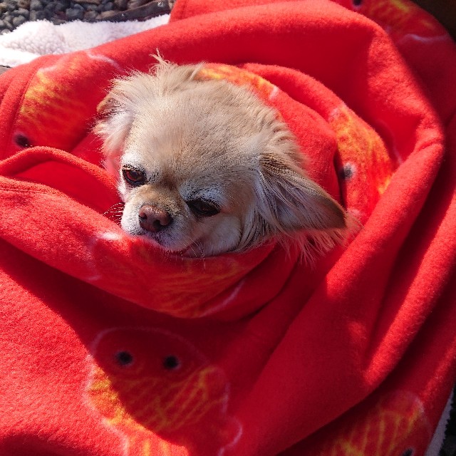 f:id:vento_kaorukaze:20220123234107j:image f:id:vento_kaorukaze:20220123234107j:image