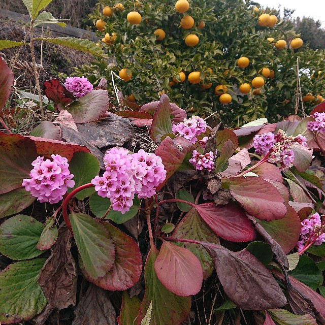 f:id:vento_kaorukaze:20220125022215j:image f:id:vento_kaorukaze:20220125022215j:image