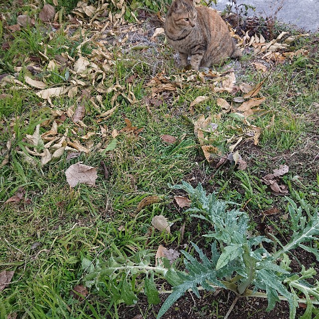 f:id:vento_kaorukaze:20220125022736j:image f:id:vento_kaorukaze:20220125022736j:image