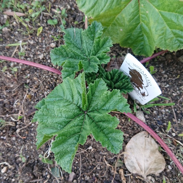 f:id:vento_kaorukaze:20220125023250j:image f:id:vento_kaorukaze:20220125023250j:image