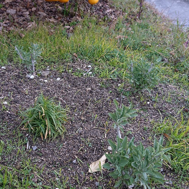 f:id:vento_kaorukaze:20220125024347j:image f:id:vento_kaorukaze:20220125024347j:image