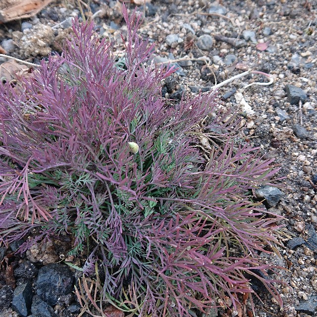 f:id:vento_kaorukaze:20220125024425j:image f:id:vento_kaorukaze:20220125024425j:image