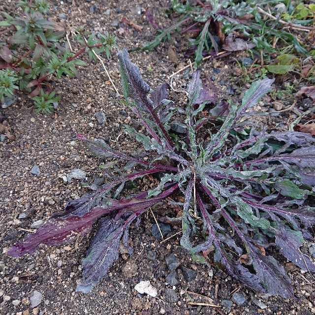 f:id:vento_kaorukaze:20220125024439j:image f:id:vento_kaorukaze:20220125024439j:image