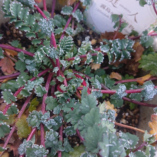 f:id:vento_kaorukaze:20220125024511j:image f:id:vento_kaorukaze:20220125024511j:image