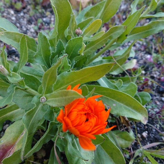 f:id:vento_kaorukaze:20220125024522j:image f:id:vento_kaorukaze:20220125024522j:image