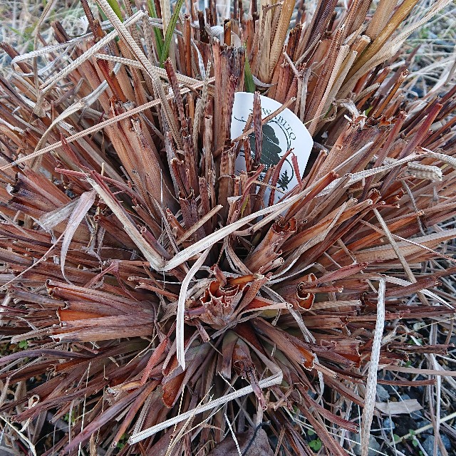 f:id:vento_kaorukaze:20220125025039j:image f:id:vento_kaorukaze:20220125025039j:image