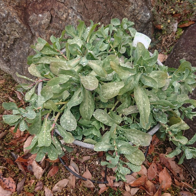 f:id:vento_kaorukaze:20220125031449j:image f:id:vento_kaorukaze:20220125031449j:image