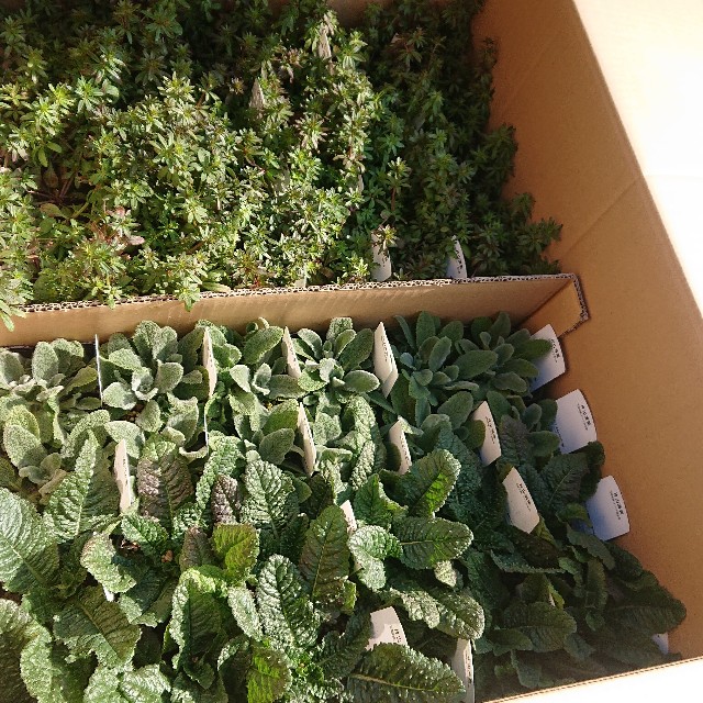 f:id:vento_kaorukaze:20220127231854j:image f:id:vento_kaorukaze:20220127231854j:image