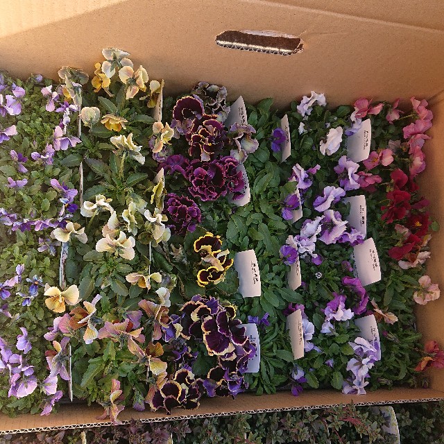 f:id:vento_kaorukaze:20220127231933j:image f:id:vento_kaorukaze:20220127231933j:image