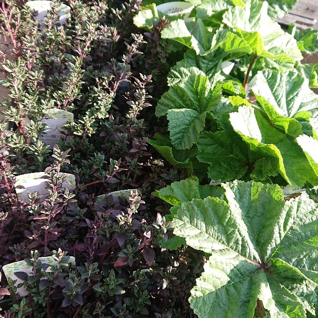 f:id:vento_kaorukaze:20220127232002j:image f:id:vento_kaorukaze:20220127232002j:image