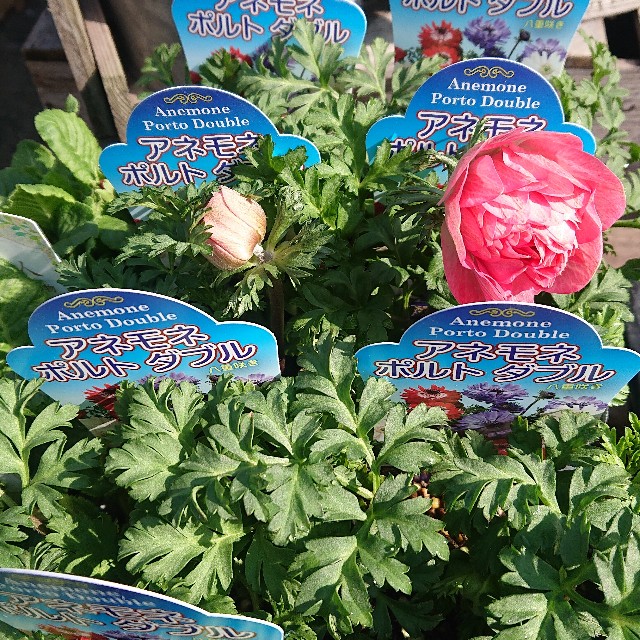 f:id:vento_kaorukaze:20220127232023j:image f:id:vento_kaorukaze:20220127232023j:image