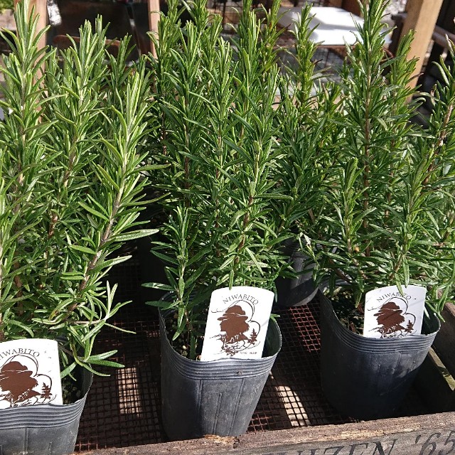 f:id:vento_kaorukaze:20220127232058j:image f:id:vento_kaorukaze:20220127232058j:image