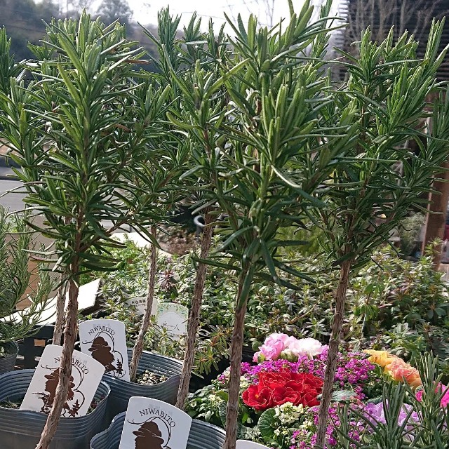 f:id:vento_kaorukaze:20220127232113j:image f:id:vento_kaorukaze:20220127232113j:image