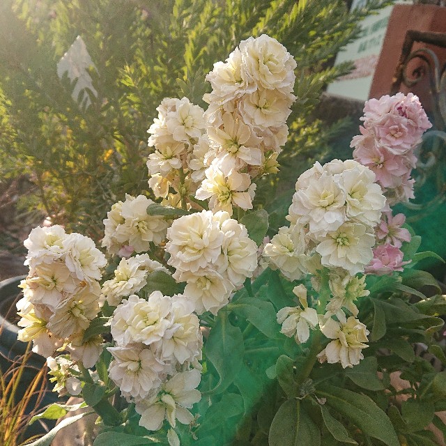 f:id:vento_kaorukaze:20220130231010j:image f:id:vento_kaorukaze:20220130231010j:image