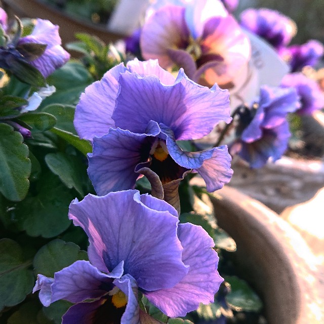 f:id:vento_kaorukaze:20220130231120j:image f:id:vento_kaorukaze:20220130231120j:image