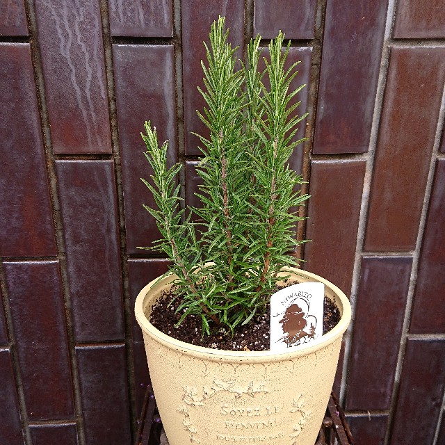 f:id:vento_kaorukaze:20220130231135j:image f:id:vento_kaorukaze:20220130231135j:image