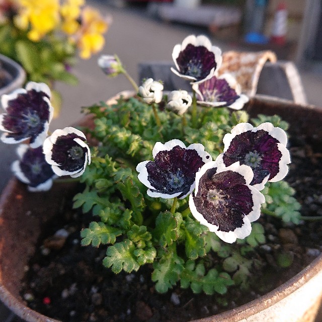 f:id:vento_kaorukaze:20220130231236j:image f:id:vento_kaorukaze:20220130231236j:image