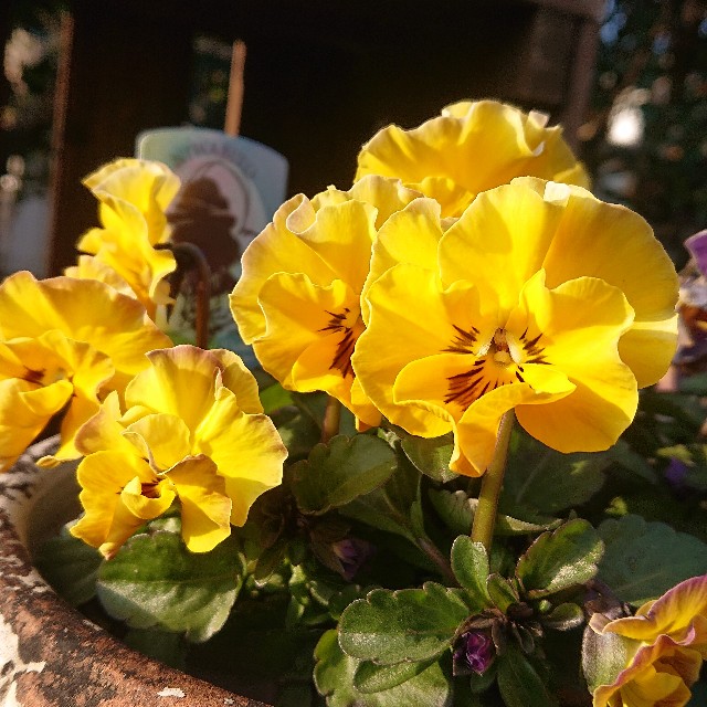 f:id:vento_kaorukaze:20220130231313j:image f:id:vento_kaorukaze:20220130231313j:image