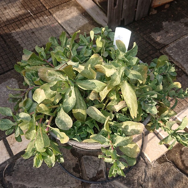 f:id:vento_kaorukaze:20220130231434j:image f:id:vento_kaorukaze:20220130231434j:image