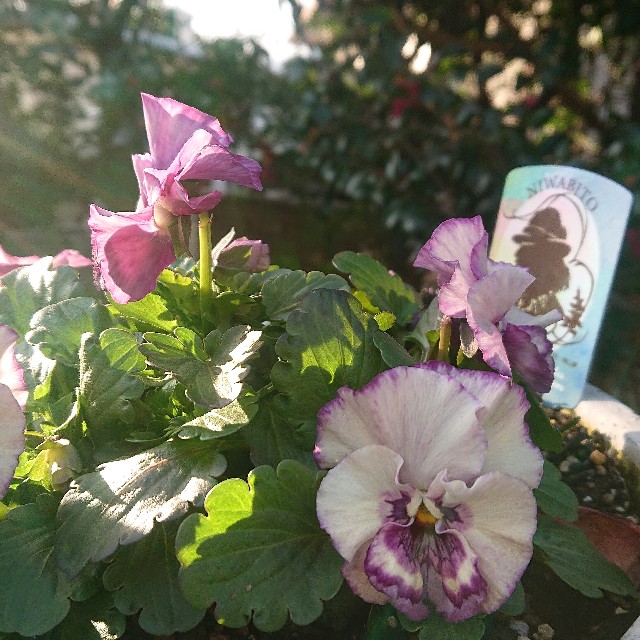 f:id:vento_kaorukaze:20220130232401j:image f:id:vento_kaorukaze:20220130232401j:image